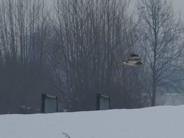 Presunto rapace da identificare